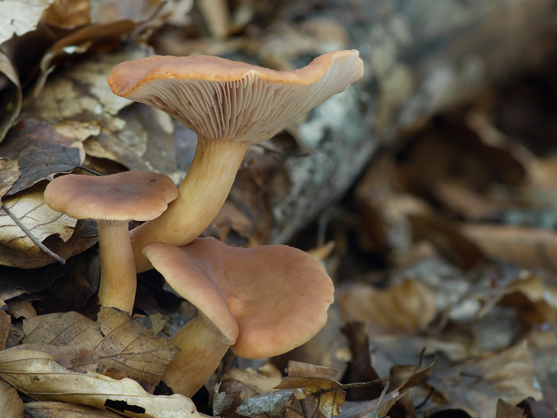 Lactarius subdulcis